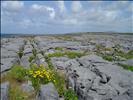 The Burren - die Mondlandschaft